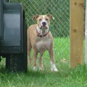 Chain Link Dog Kennels Tampa
