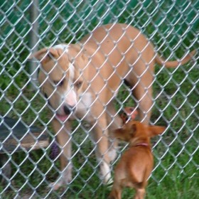 Chain Link Dog Runs Tampa