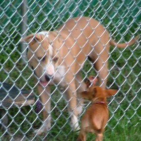 Chain Link Dog Runs Tampa