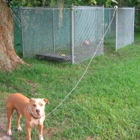 Chain Link Pet Enclosures Tampa