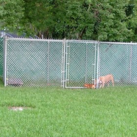 Tampa Chain Link Dog Kennels