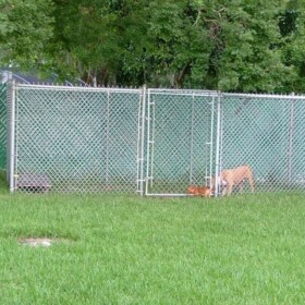 Tampa Chain Link Dog Kennels