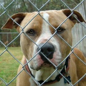 Tampa Chain Link Pet Enclosure