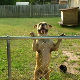 Tampa Chain Link Pet Enclosures